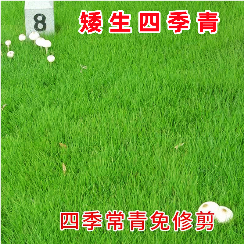 矮生四季青草坪草籽种四季常青护坡狗牙根草籽黑麦草马尼拉草种子