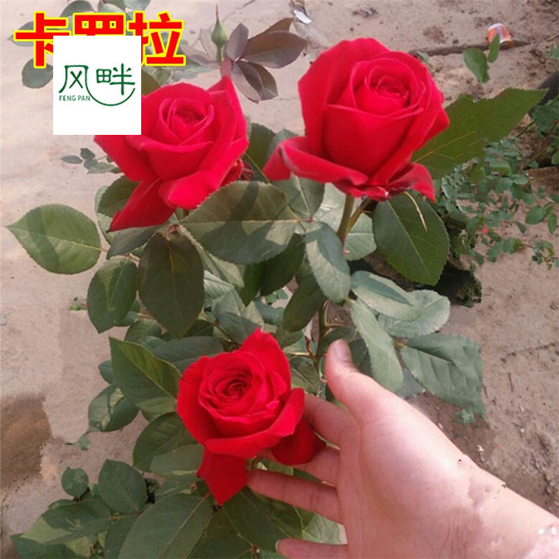 大花月季灌木月季花红色卡罗拉月季玫瑰四季开花切花玫瑰