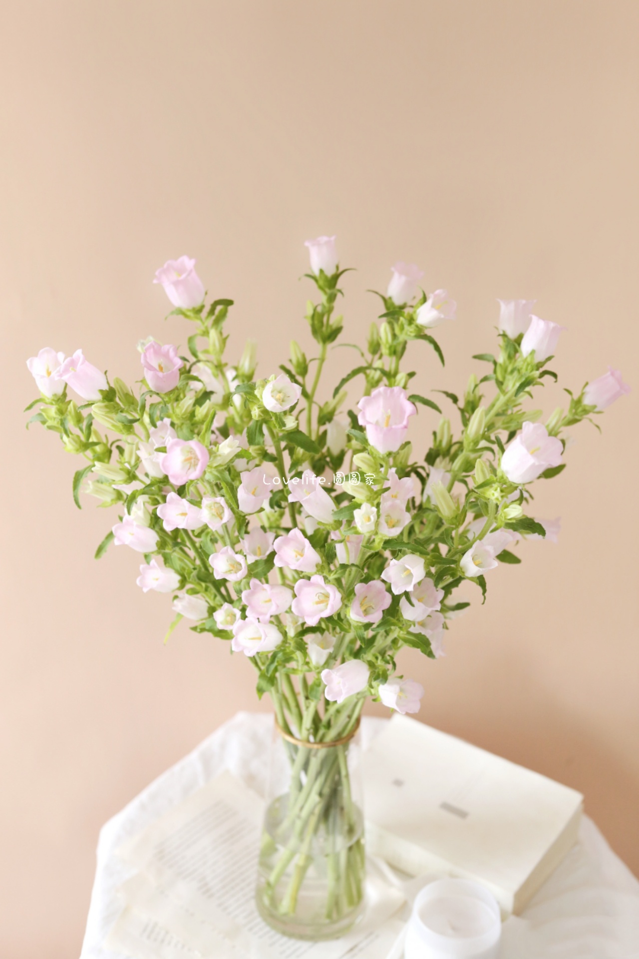 风铃花鲜花风铃草铃铛花金鱼草插花雀梅圣心百合紫罗兰基地睡莲