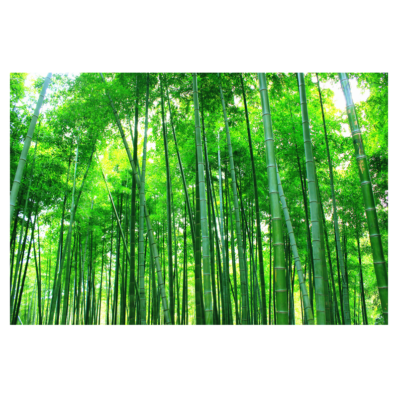 绿色竹子风景画贴纸壁纸自粘墙贴竹林客厅壁画v3d立体