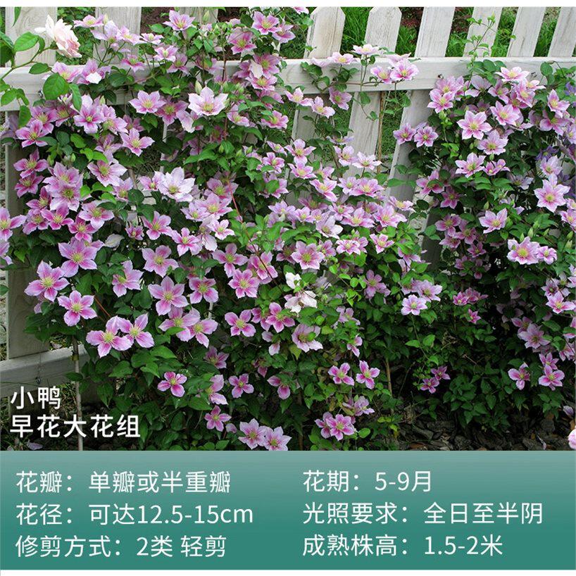 【天狼】藤本皇后铁线莲盆栽爬藤植物小苗阳台藤蔓植物i花卉大花