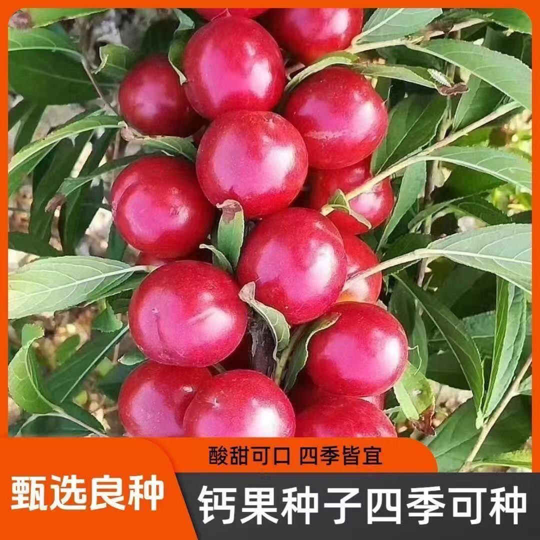 【四季丰收】耐寒耐旱高钙果种子欧李钙果种子水果种子阳台小院