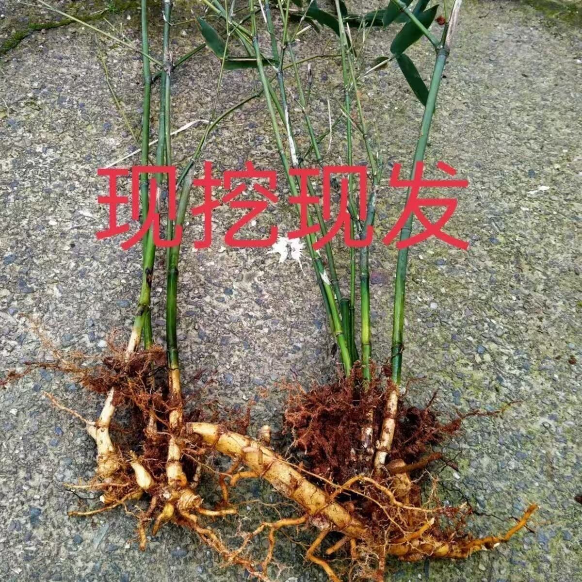 甜竹笋苗竹子苗水果竹笋苗常青盆栽楠竹苗耐寒竹笋南北种植食用图片