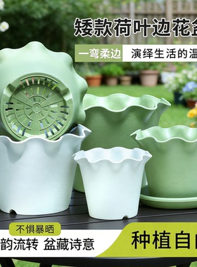 花边盆荷叶边塑料花盆波浪边矮款花盆太阳花草花植物专用花盆绿萝