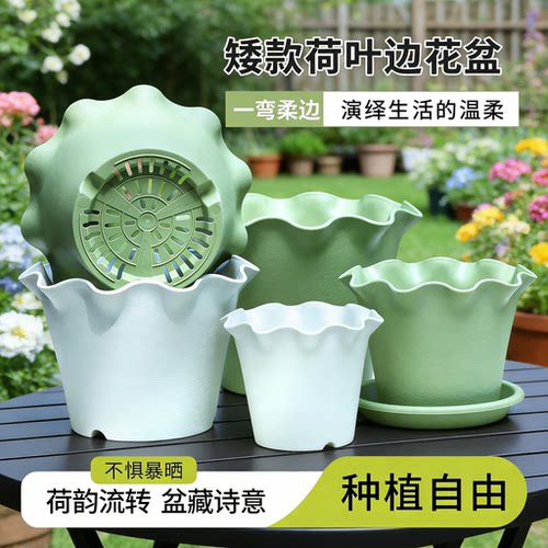 花边盆荷叶边塑料花盆