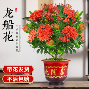大盆海岛龙船花盆栽带花苞百日红老桩室内办公室四季开花绣球盆景