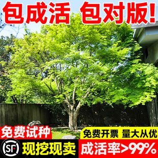 小叶鸡爪槭树苗大树原生红枫树苗盆栽园林庭院风景树盆栽绿化苗木