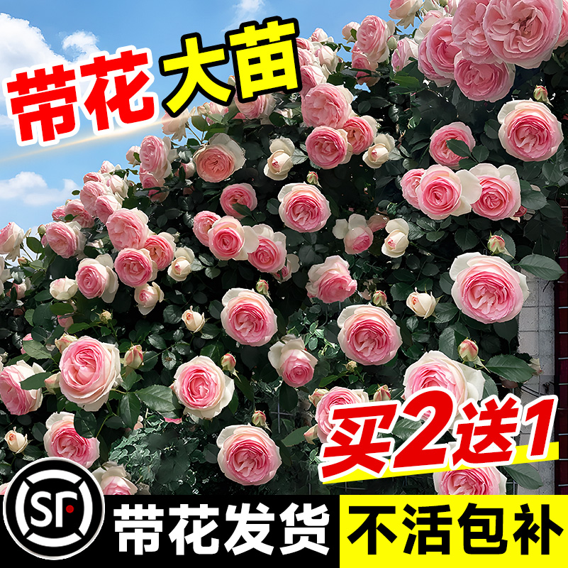 1米8大苗蔷薇花苗爬藤月季植物四季开花庭院爬墙藤本室外花卉盆栽