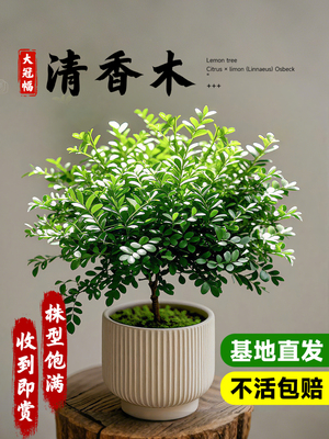 正宗清香木盆栽室内绿植叶子可食用植物四季好养易活胡椒木小树苗