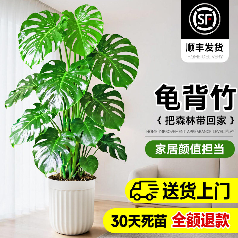 龟背竹室内大型落地绿植物高级感盆景懒人好养客厅大盆栽老桩品种