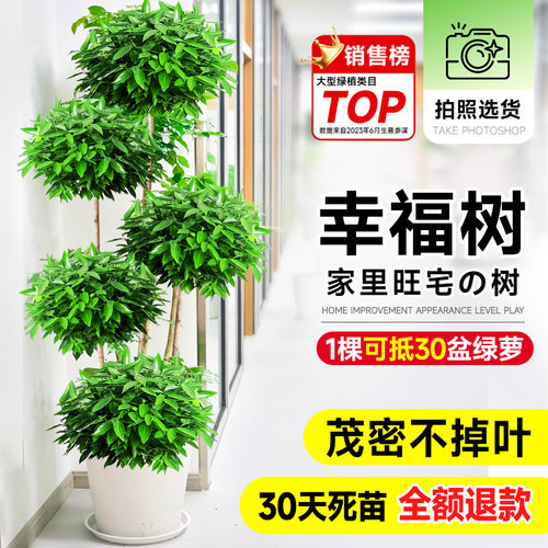 幸福树客厅盆栽大小型绿植物室内老桩三层造型老桩特大棵树旺宅树