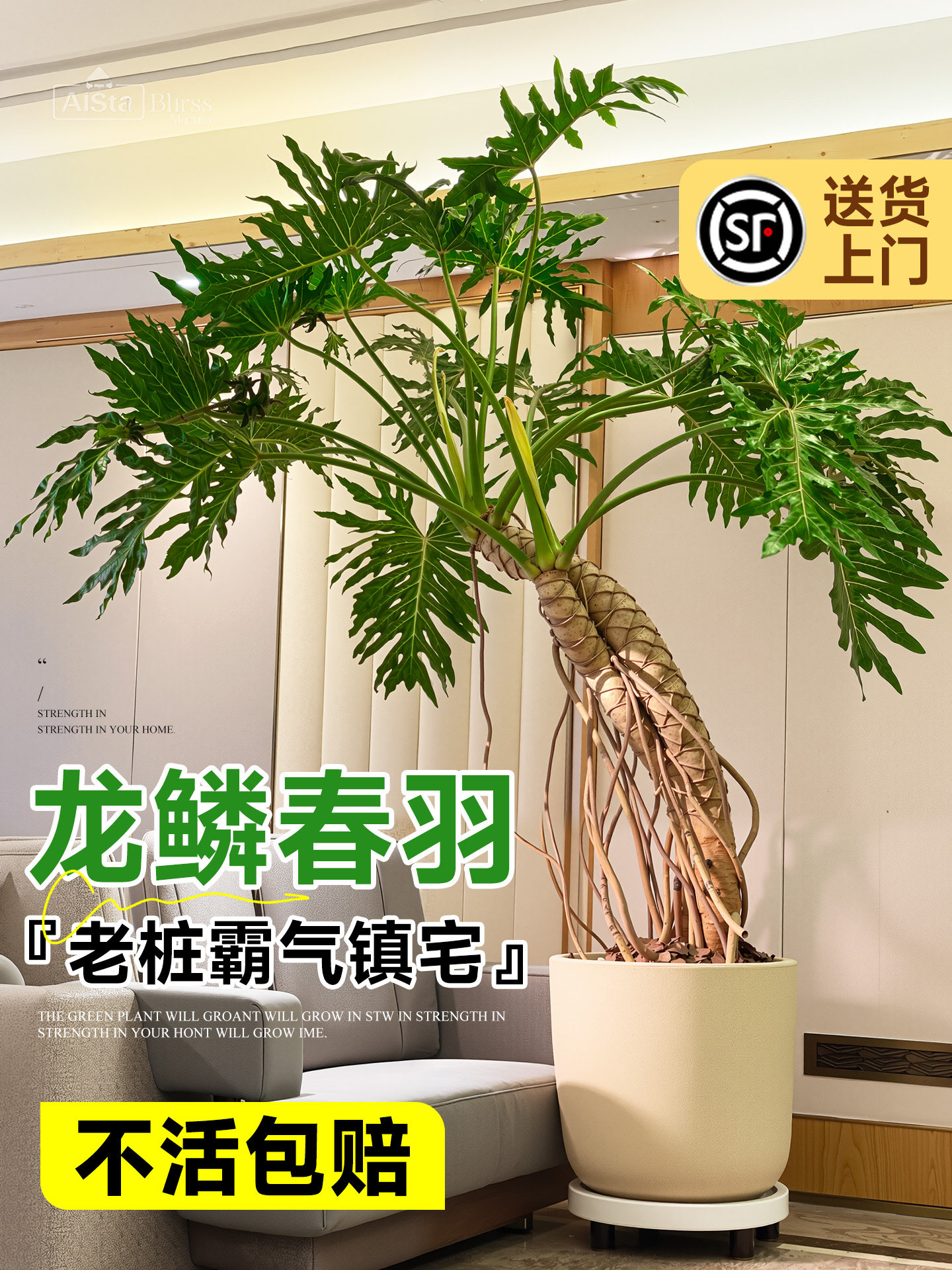 龙鳞春羽盆栽客厅绿植高级感室内大型植物落地大号老桩大气上档次,鲜花速递/花卉仿真/绿植园艺,大型绿植/成品组合盆栽,淘宝优惠券,粉丝福利购,淘宝优惠卷