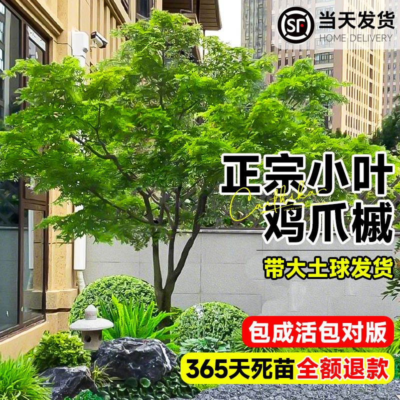 原生小叶鸡爪槭树苗大树鸡爪枫树庭院园林风景树四季常青绿化苗木