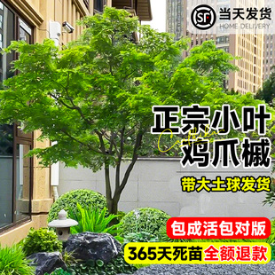 原生小叶鸡爪槭树苗大树鸡爪枫树庭院园林风景树四季常青绿化苗木