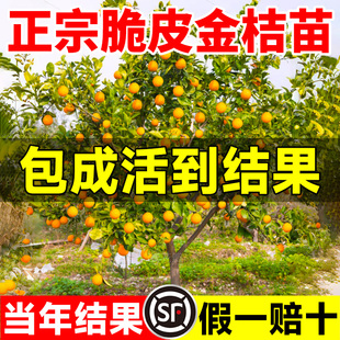 正宗广西脆皮金桔树树苗带果发橘子树南北方盆栽庭院地栽当年结果