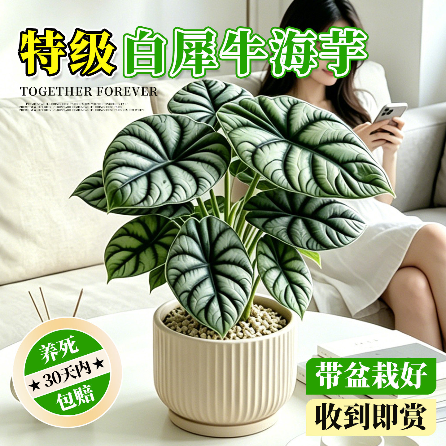 白犀牛海芋网红盆栽客厅绿植办公室净化空气耐阴好养活观叶植物
