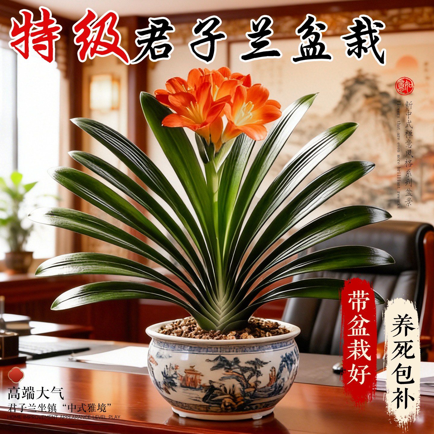 精品君子兰盆栽带花苞高端办公室客厅室内盆栽名贵花卉年宵花盆景