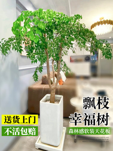 飘枝幸福树客厅大盆栽幌伞枫原生老桩室内大型绿植物落地大号真花