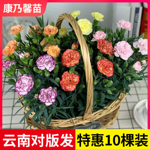 云南直发康乃馨花苗好养易活