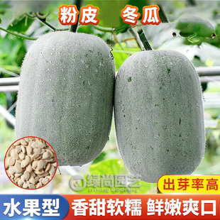粉皮大冬瓜种子粉冬瓜种籽高产水果冬瓜苗阳台盆栽四季播蔬菜种苗