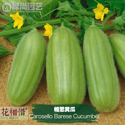 相思黄瓜种子进口青瓜四季播种阳台盆栽地栽蔬菜种籽水果黄瓜苗