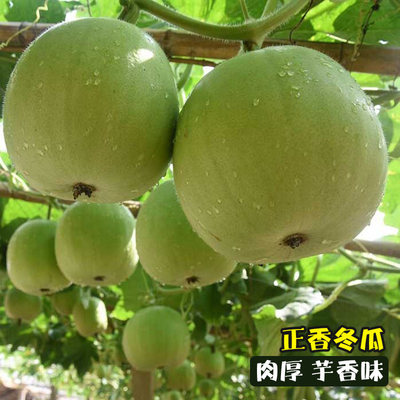 香芋小冬瓜种子头味白粉皮