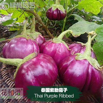 泰国紫肋茄子种子进口紫圆茄四季播种阳台盆栽蔬菜种籽瓜果茄子苗