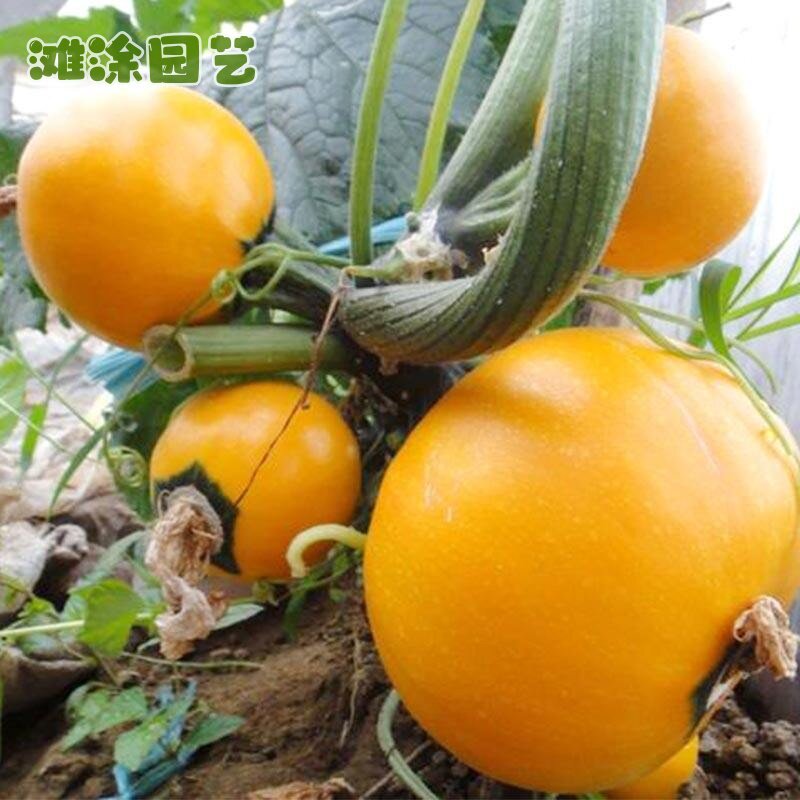 金珠西葫芦种籽瓜苗农家菜种子早熟圆形黄皮品种四季南方蔬菜种苗