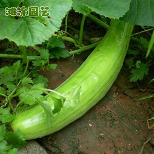 青龙菜瓜种苗脆瓜梢瓜种籽甜脆汁多味清香生食凉拌腌制水果种孑