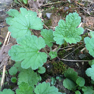 野生益母草种子药食两用特菜可煮汤观赏春季夏季秋季四季野菜种籽