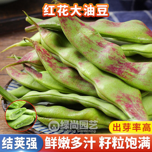 红花大油豆种子爬藤油豆角种籽四季菜园早熟高产豆角梅豆蔬菜种子
