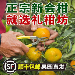 新会茶坑新鲜新会柑驳枝茶枝柑新皮二红皮大红皮鲜果陈皮鲜果直摘