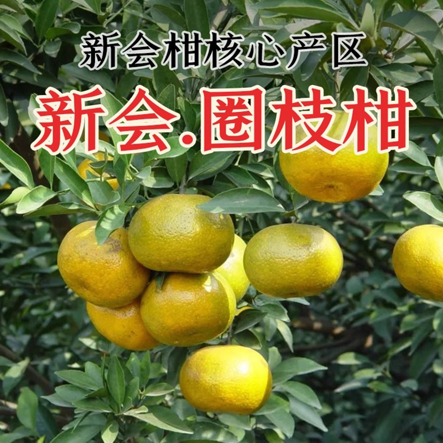 礼柑坊圈枝新会柑果园直采