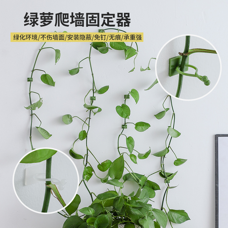绿萝爬藤固定器绿箩爬上墙神器鱼缸藤蔓绿植卡扣夹自粘式挂钩理线