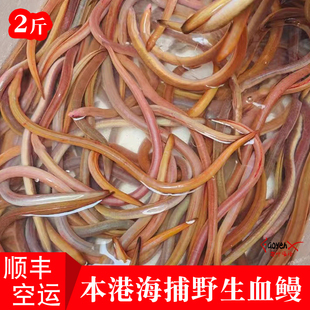 闽南油筷本港海捕大血鳗鱼新鲜血鳝鲜活海鲜水产活冻血龙煲汤煮粥