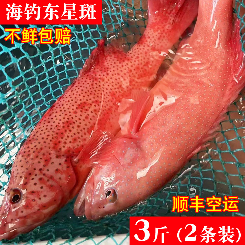 新鲜东星斑海钓鲜活海鲜活冻燕尾斑特大红石斑鱼福建水产深海海鱼