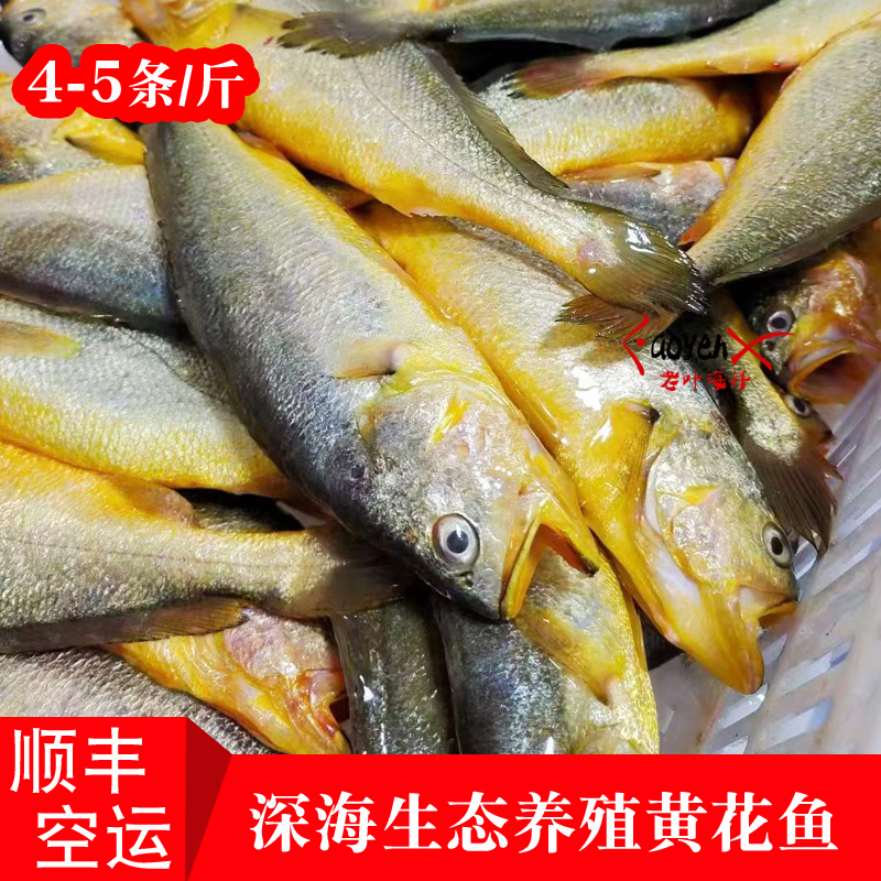 福建东山岛深海生态养殖黄花鱼