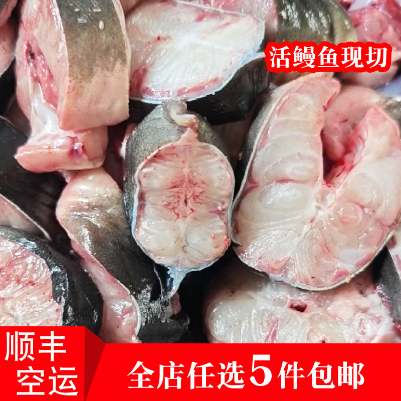 乌耳鳗鱼中段活鱼现切去头去尾去肚淡水溪鳗白鳝新鲜河鳗黑鳗400g