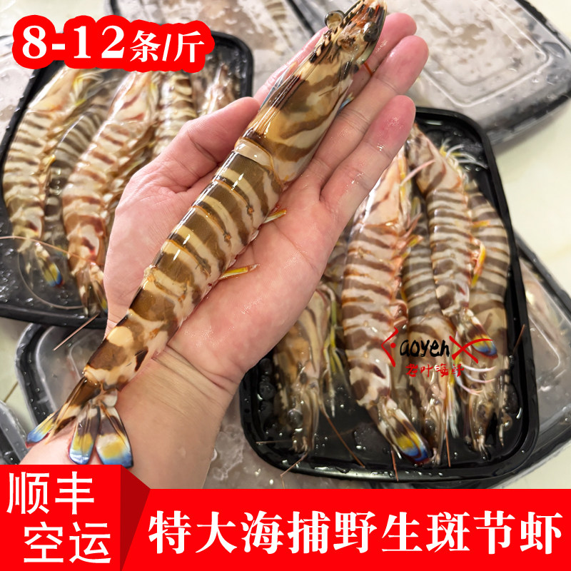 特大斑节虾本港海捕野生竹节虾