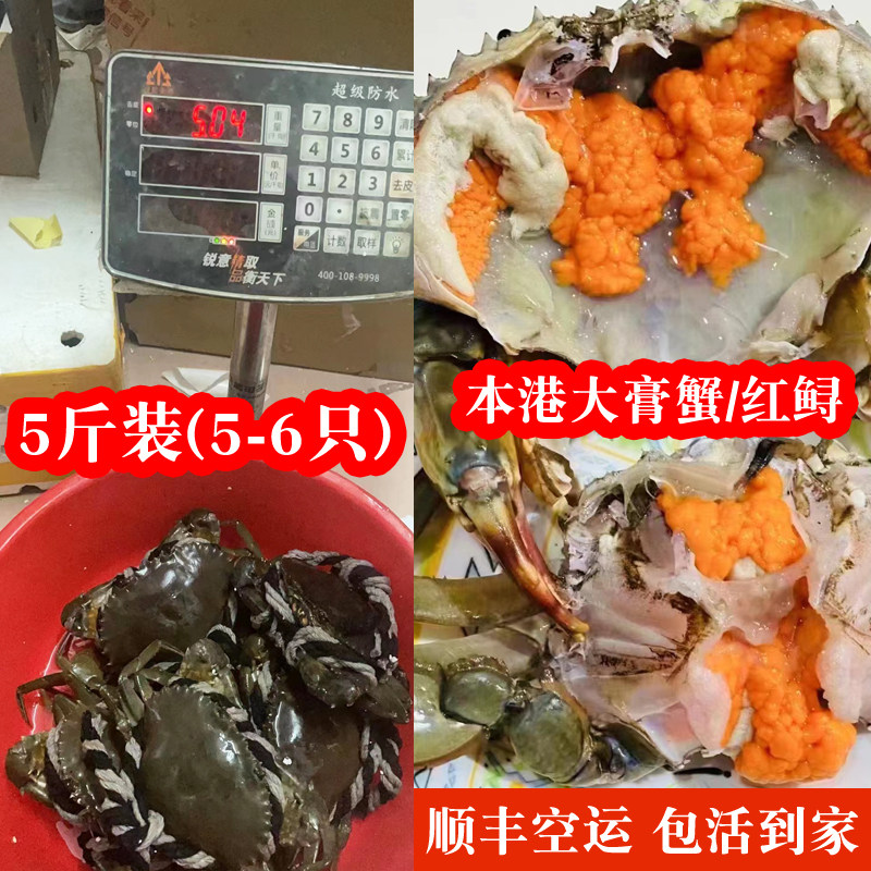 包活到家特大青蟹红膏蟹福建红鲟大肉蟹海蟹新鲜海鲜母蟹螃蟹 5斤