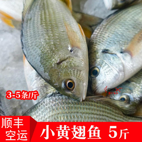 福建本港海捕新鲜免处理小黄翅鱼