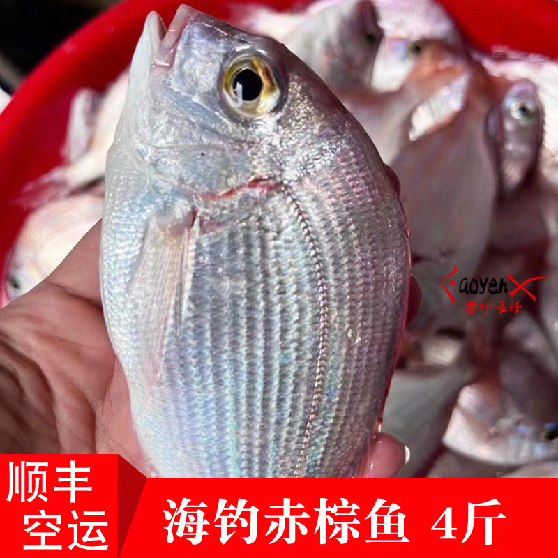 福建海钓赤鯮鱼新鲜赤棕鱼鲜活海鲜大红尾鱼一斤4-5条4斤装大红鱼