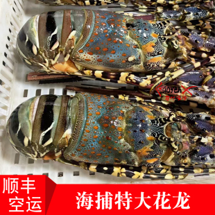 特大海捕花龙虾野生澳洲龙虾鲜活冷冻锦绣大花龙新鲜海鲜水产送礼