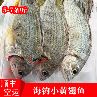 海钓黄翅鱼黄脚蜡新鲜海鲜