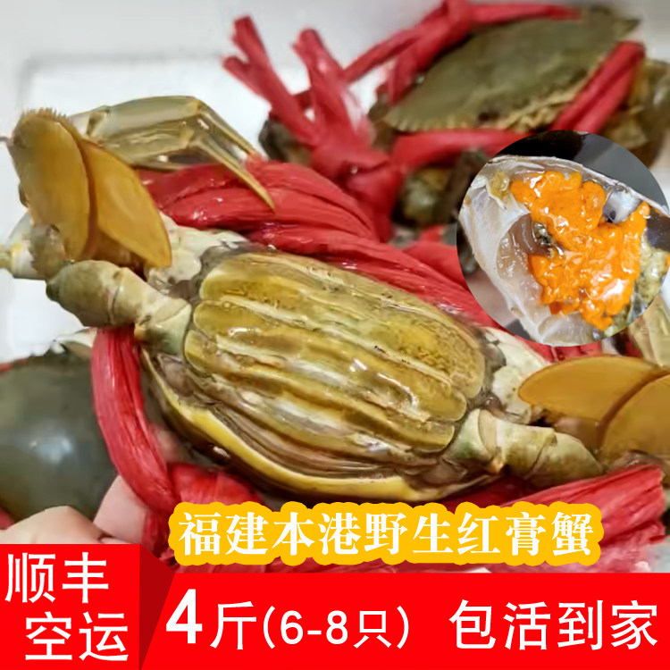 福建本港野生膏蟹全母满黄海捕鲜活红鲟青蟹包活到家螃蟹海鲜 4斤