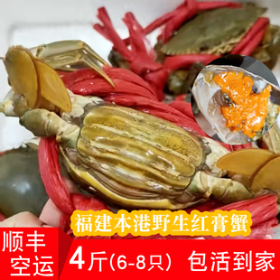 福建本港野生膏蟹全母满黄海捕鲜活红鲟青蟹包活到家螃蟹海鲜 4斤