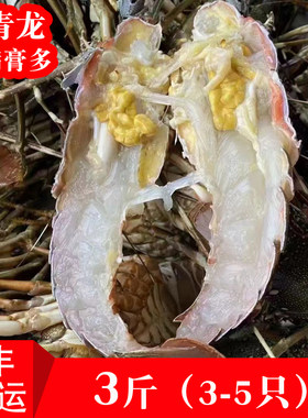 特大小青龙福建大龙虾海捕青龙虾