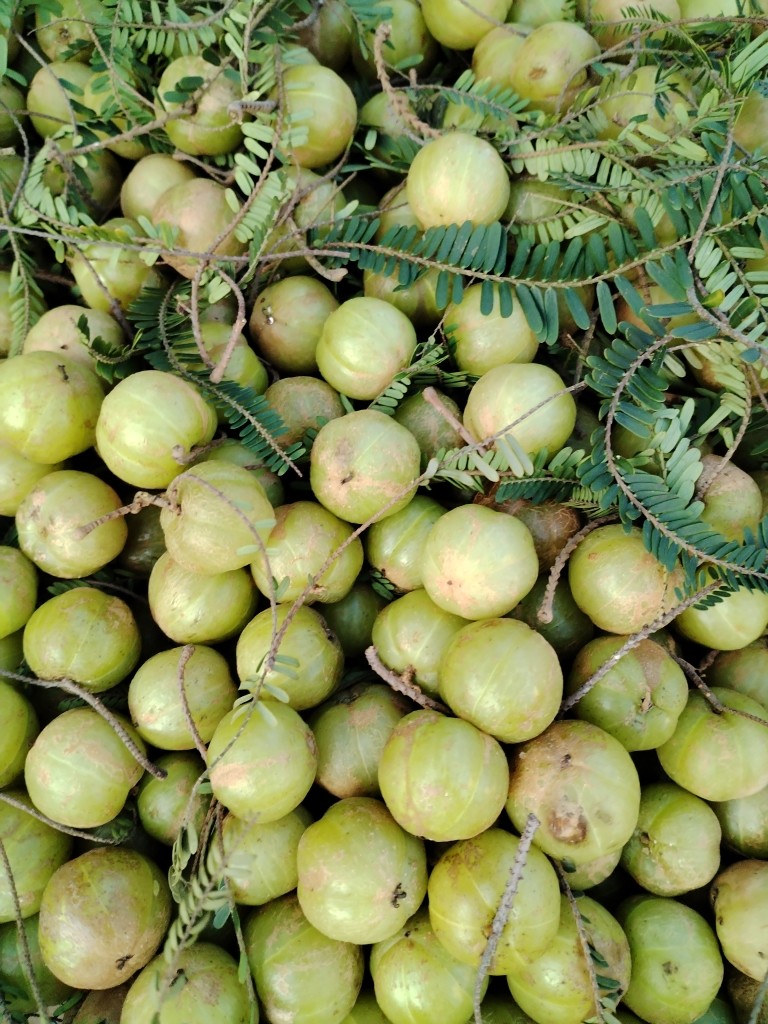 云南野生食用橄榄泡酒新鲜酸余甘果油柑子牛甘果罕见水果5斤包邮,水产肉类/新鲜蔬果/熟食,油甘果,淘宝优惠券,粉丝福利购,淘宝优惠卷