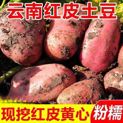 2026年新鲜云南红皮土豆3斤/5斤新鲜黄心土豆高原红皮洋芋