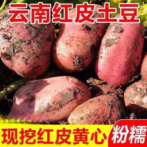 2025年新鲜云南红皮土豆5斤/带箱10斤新鲜黄心土豆高原红皮洋芋